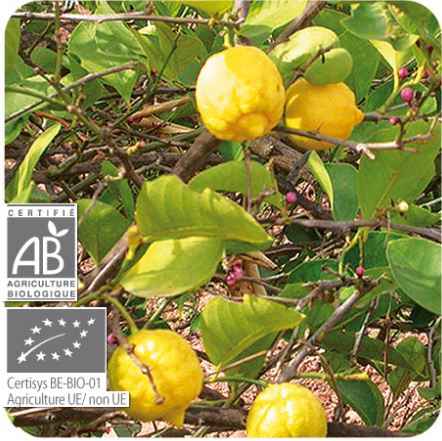 Ulje LIMUN (Ecocert B1); 10 ml Citrus limon zest