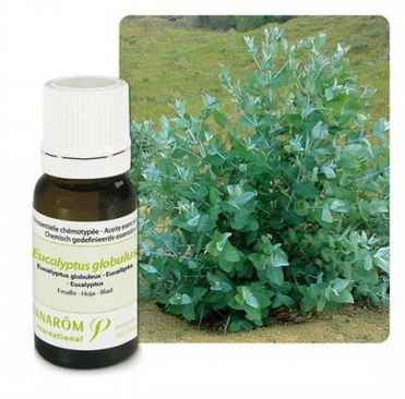 Ulje EUKALIPTUS GLOBULUS; 10 ml Eucalyptus globulus