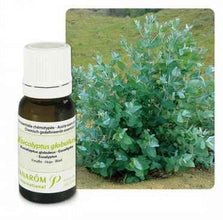 Ulje EUKALIPTUS GLOBULUS; 10 ml Eucalyptus globulus