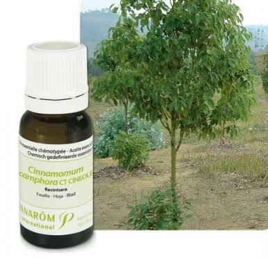 Ulje RAVENSARA; 10 ml Cinnamomum camphora ct cineol