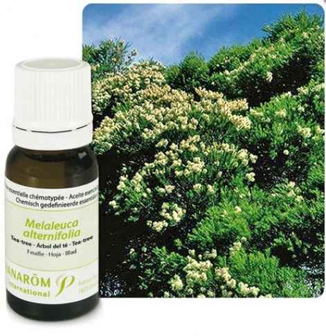 Ulje ČAJEVCA; 10 ml Melaleuca alternifolia